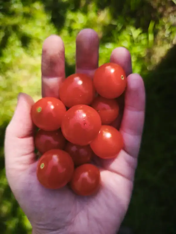 Tomaten: Sweetjes