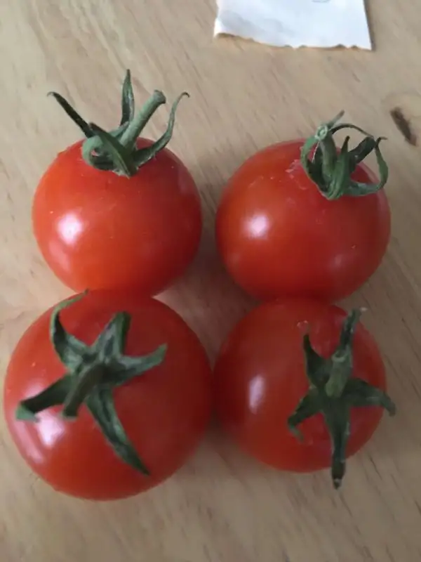 Tomaten: Sweety