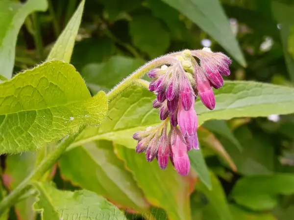 Stauden / Gehölz: Symphytum ibericum 
