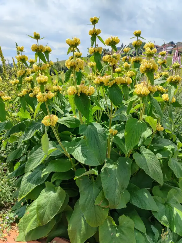 Stauden / Gehölz: Syrisches Brandkraut