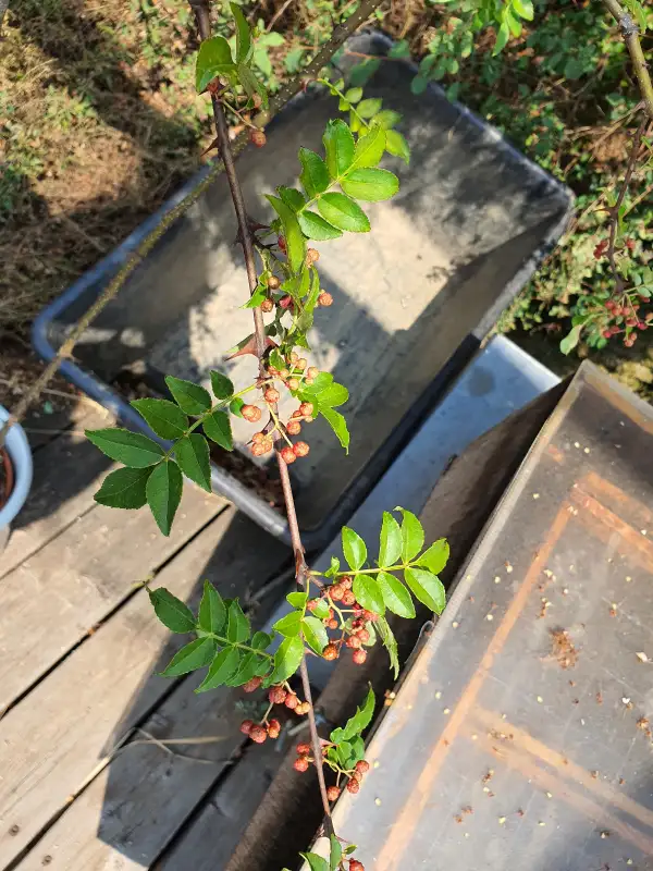 Beeren: Szechuan-Pfeffer