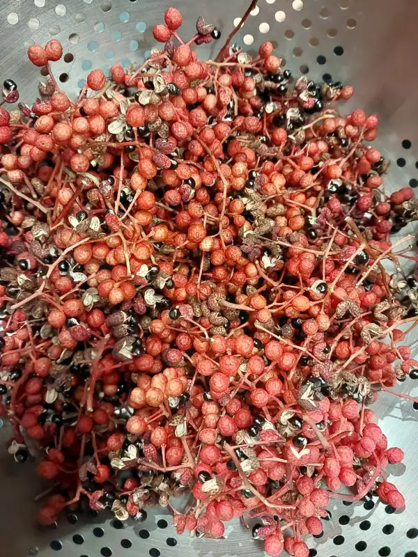 Stauden / Gehölz: Szechuanpfeffer Zanthoxylum americanum Gewürz und winterhart