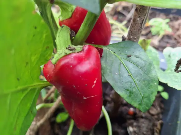 Chili / Paprika: Szegediner - Paprika