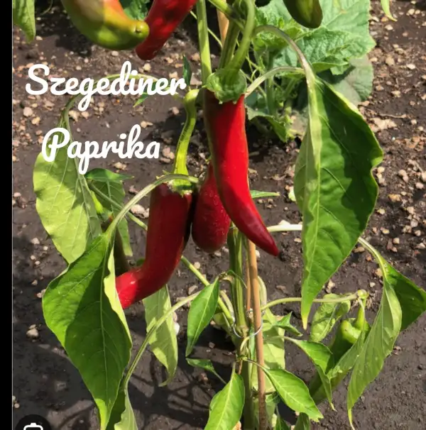 Chili / Paprika: Szegediner Paprika (2022) Paprika