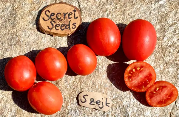 Tomaten: Szejk