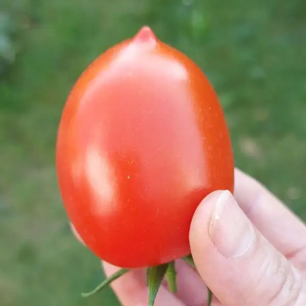 Tomaten: Szejk