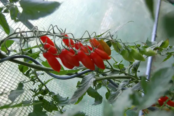 Tomaten: Tübinger Fläschle