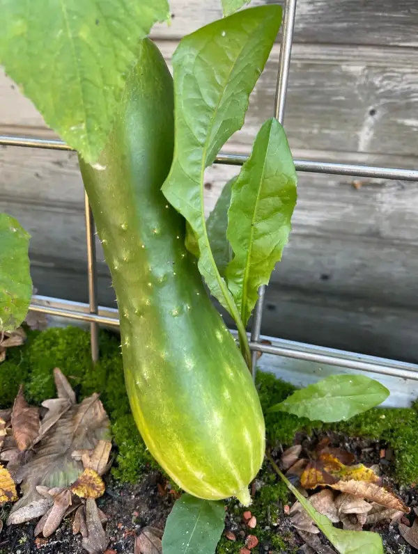 Gurken: Türkische Dorfgurke