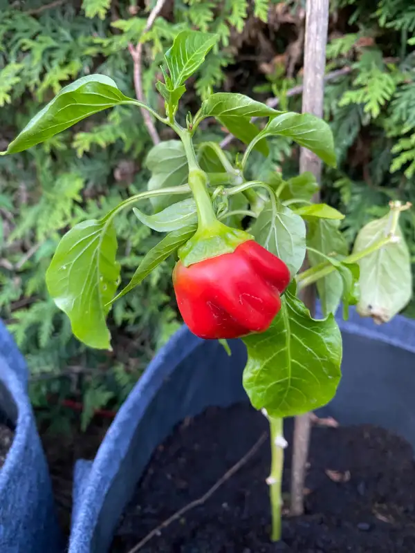 Chili / Paprika: türkischer Gewürzpaprika