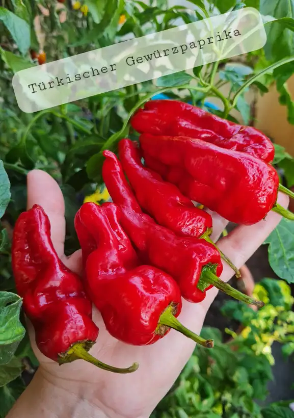 Chili / Paprika: türkischer Gewürzpaprika