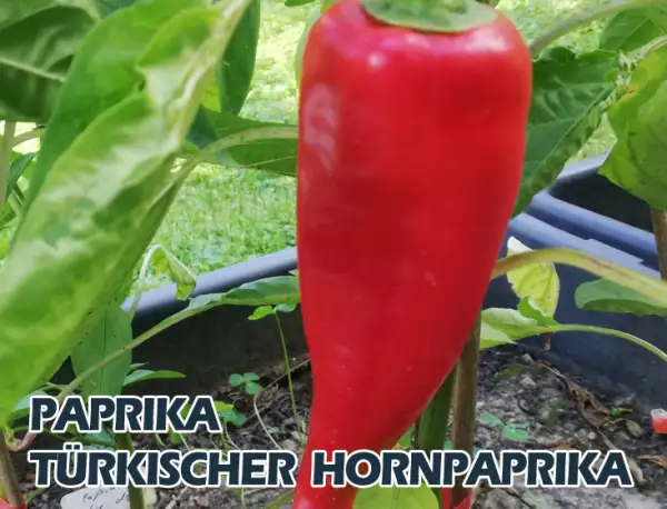 Paprika: Türkischer Hornpaprika