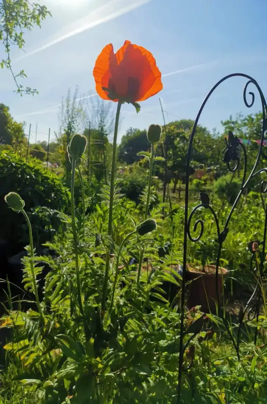 Stauden / Gehölz: Türkischer Riesenmohn