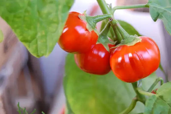 Auberginen: Türkish orange Solanum aethiopicum