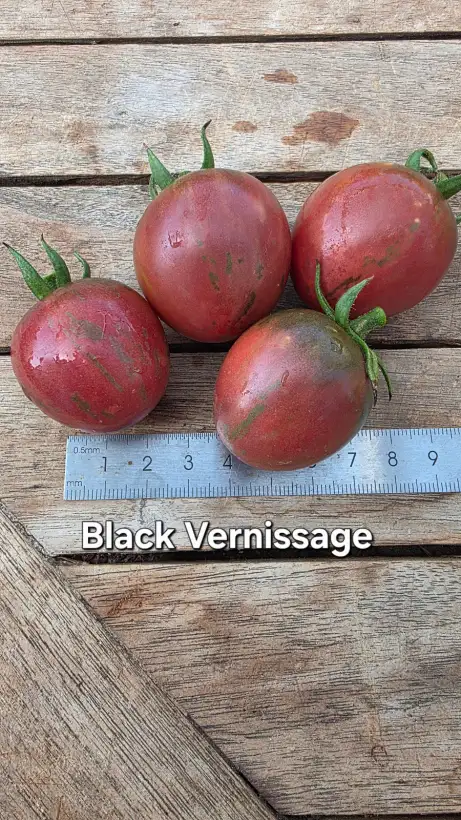 Tomaten: T26, Black Vernissage, Höhe: 150cm, Fruchtgröße: 5cm
