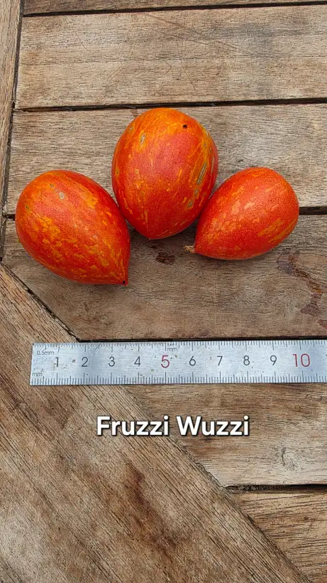 Tomaten: T26, Fruzzi-Wuzzi, Höhe: 70cm, Fruchtgröße: 3cm