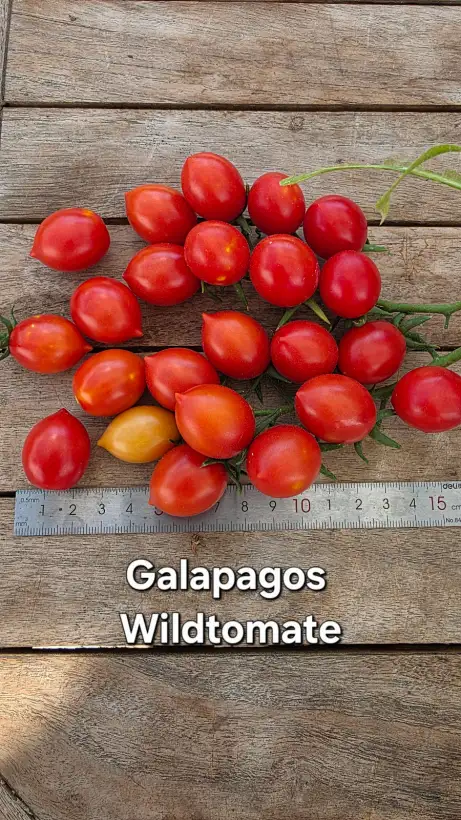 Tomaten: T26, Galapagos Wildtomate, Höhe: 140cm, Fruchtgröße: 1cm