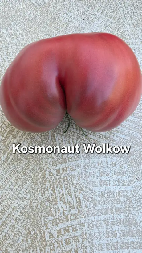 Tomaten: T26, Kosmonaut Wolkow, Höhe: 200cm, Fruchtgröße: 8-12cm