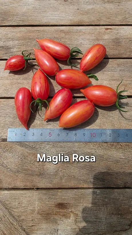 Tomaten: T26, Maglia Rosa, Höhe: 150cm ???, Fruchtgröße: 3cm