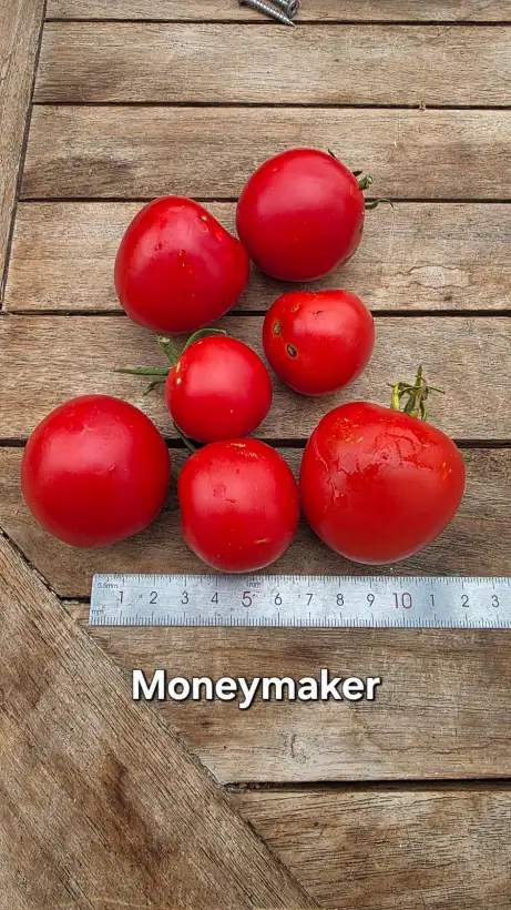 Tomaten: T26, Moneymaker, Höhe: 200cm, Fruchtgröße: 3cm