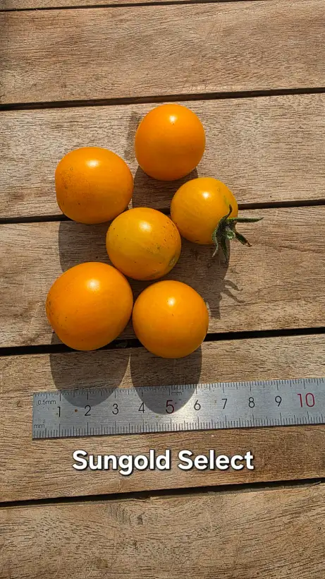 Tomaten: T26, Sungold select, Höhe: 200cm, Fruchtgröße: 3-4cm
