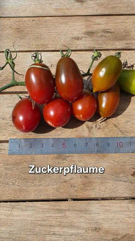 Tomaten: T26, Zuckerpflaume, Höhe: 150cm, Fruchtgröße: 4cm