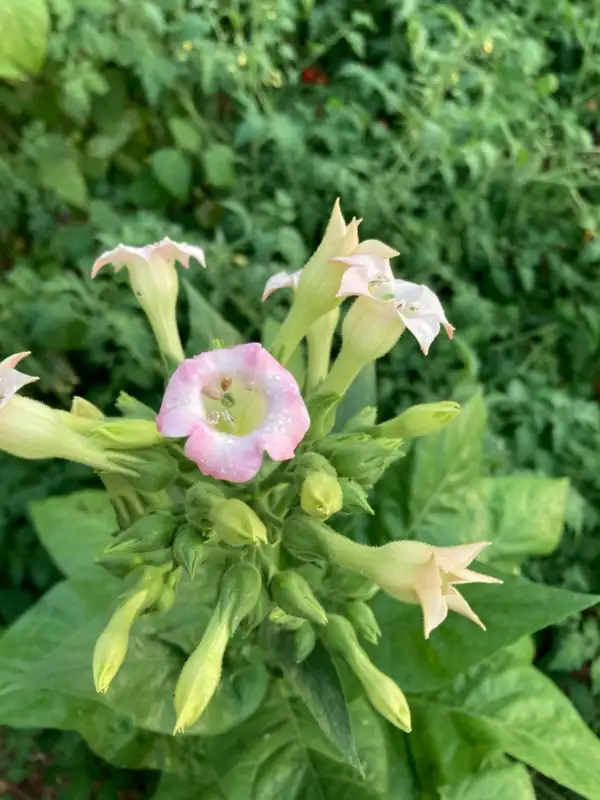 Blumen: Tabak Orient Samsoun