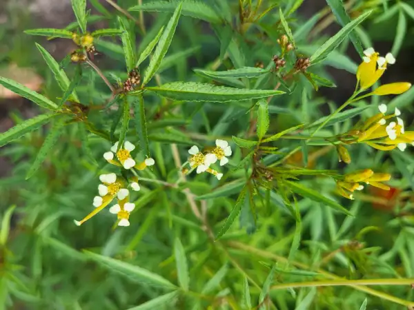 Blumen: Tagetes - evtl. tagetes minuta