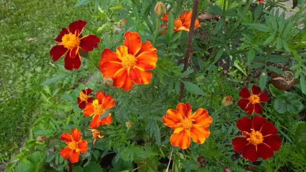 Blumen: Tagetes - Studentenblume