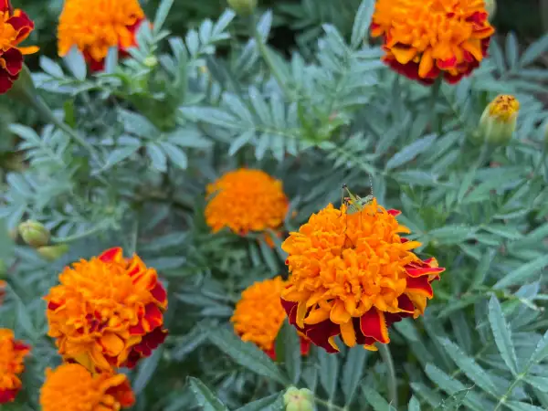Blumen: Tagetes