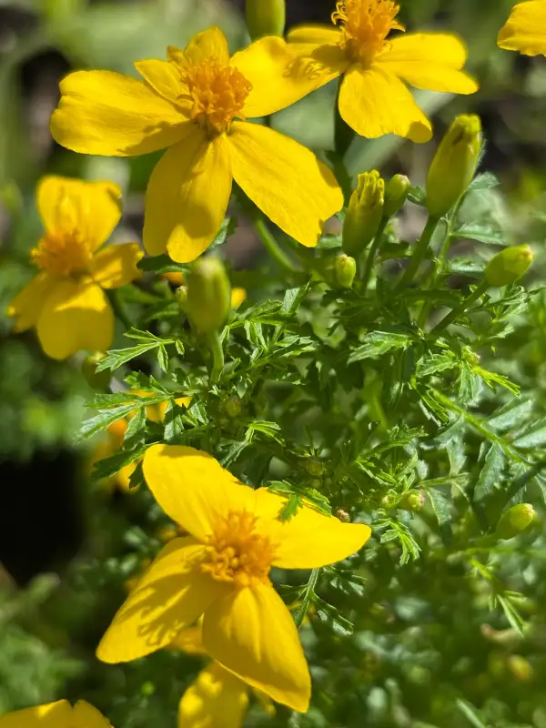 Blumen: Tagetes