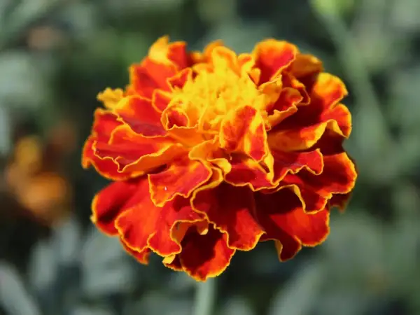 Blumen: Tagetes