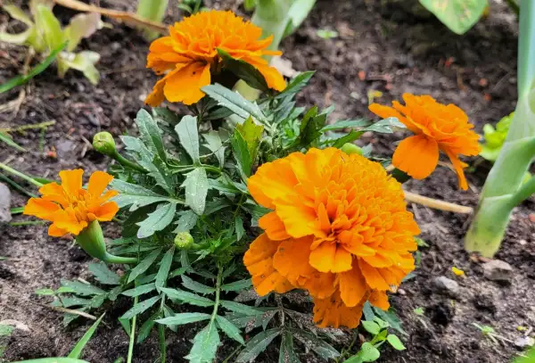 Blumen: Tagetes