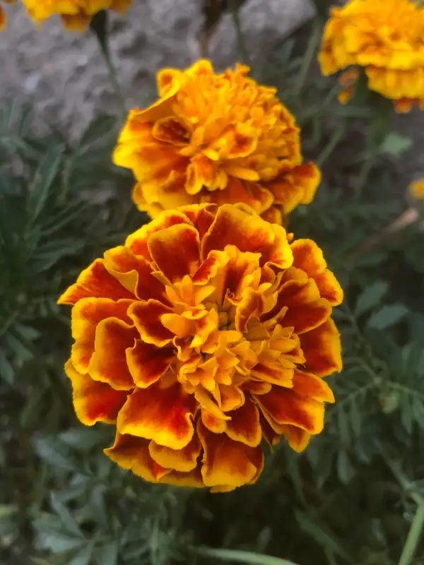Blumen: Tagetes