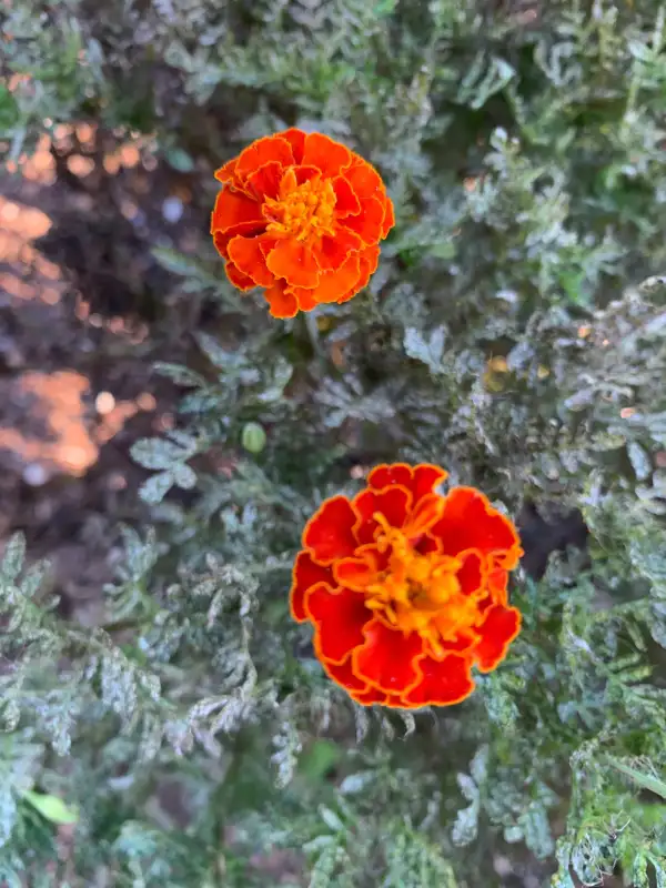 Blumen: Tagetes