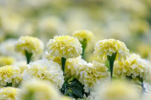 Blumen: Tagetes Arctic (cremeweiß).