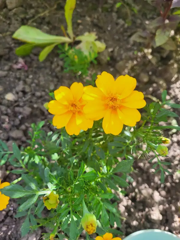 Blumen: Tagetes bambino (Tagetes patula)