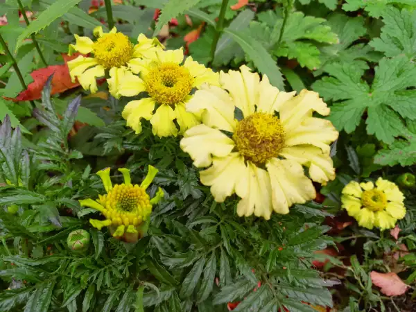 Blumen: Tagetes erecta