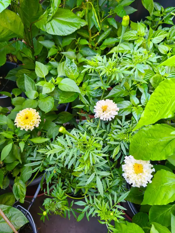 Blumen: Tagetes erecta Showdrift