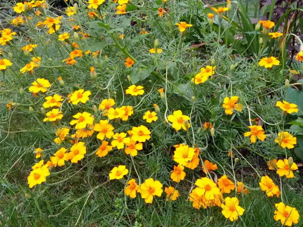 Blumen: Tagetes erecta 