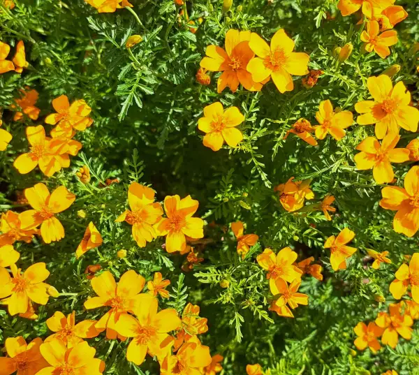 Blumen: Tagetes 