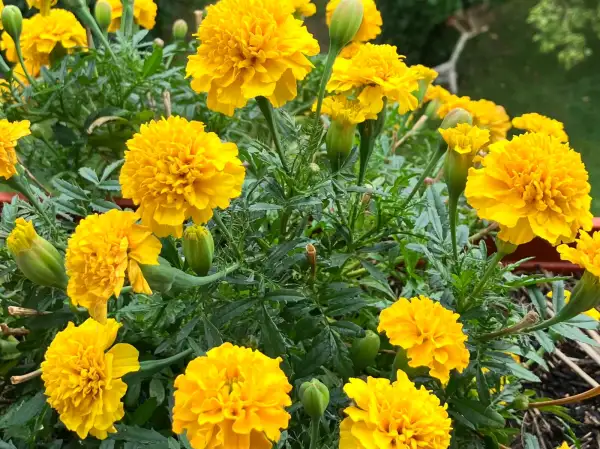 Blumen: Tagetes gelb Zigeunersonne