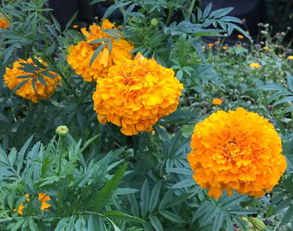 Blumen: Tagetes (hell+dunkel)