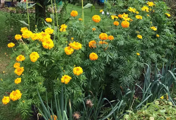 Blumen: Tagetes hoch