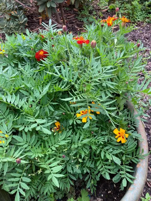 Blumen: Tagetes in verschiedenen Farben und Größen