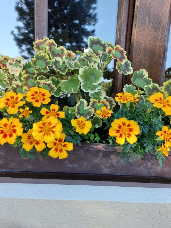 Blumen: Tagetes "Marigold"