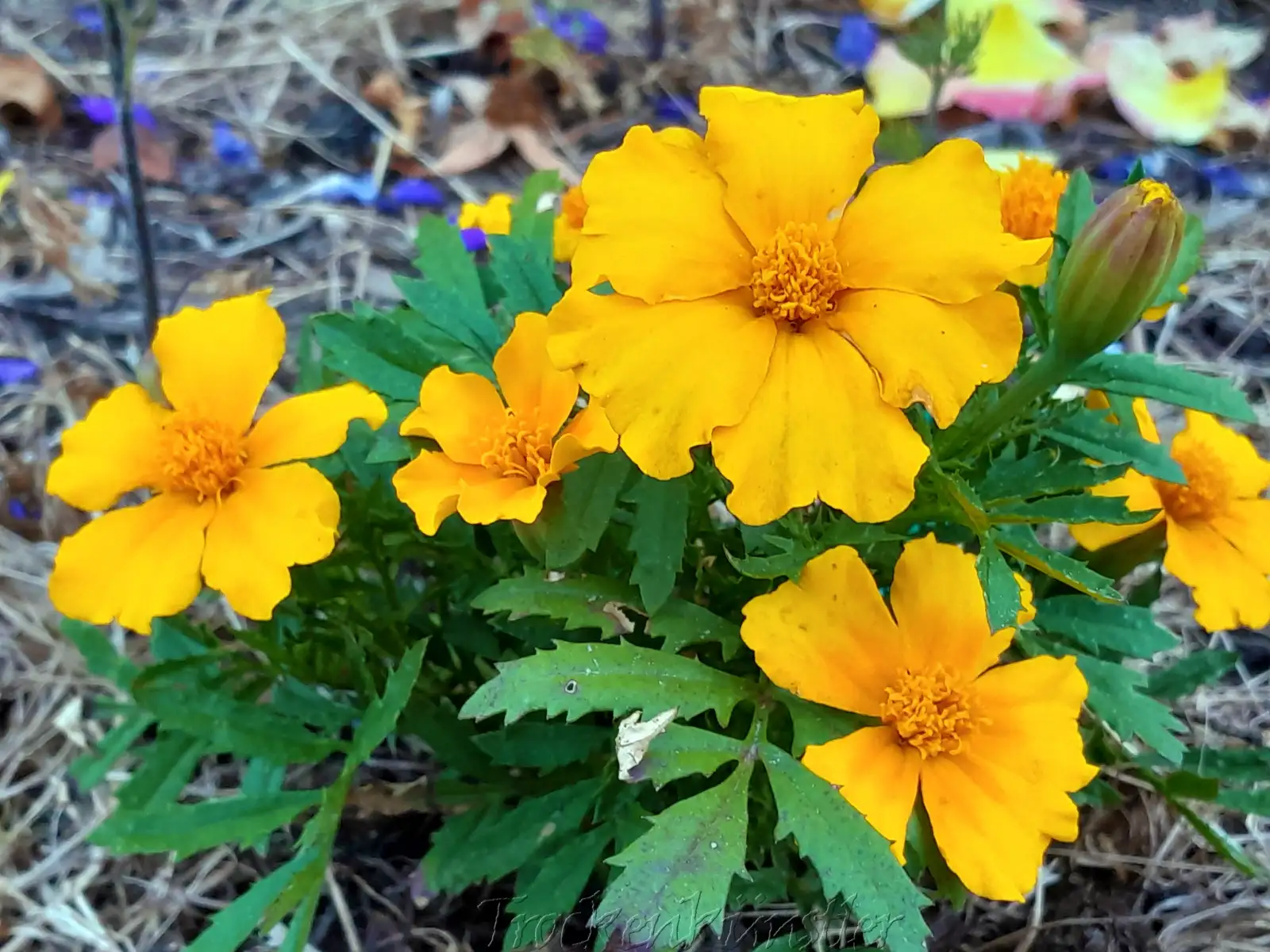 Blumen: Tagetes nana 