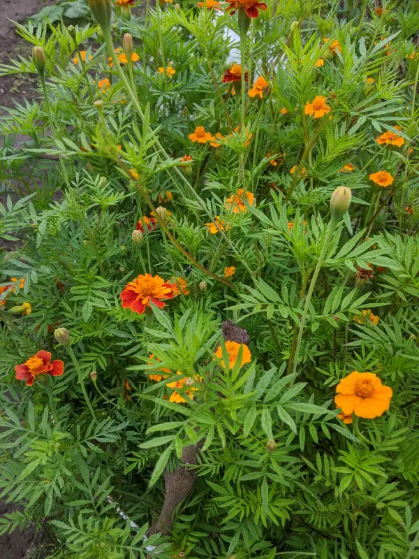 Kräuter: Tagetes Nema gegen Bodennematoden (Tagetes patula)