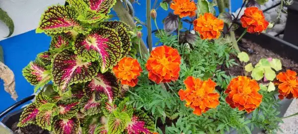 Blumen: Tagetes orange braun