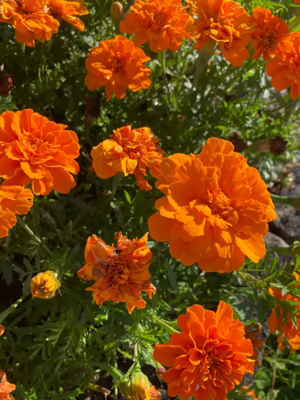 Blumen: Tagetes orange gefüllt