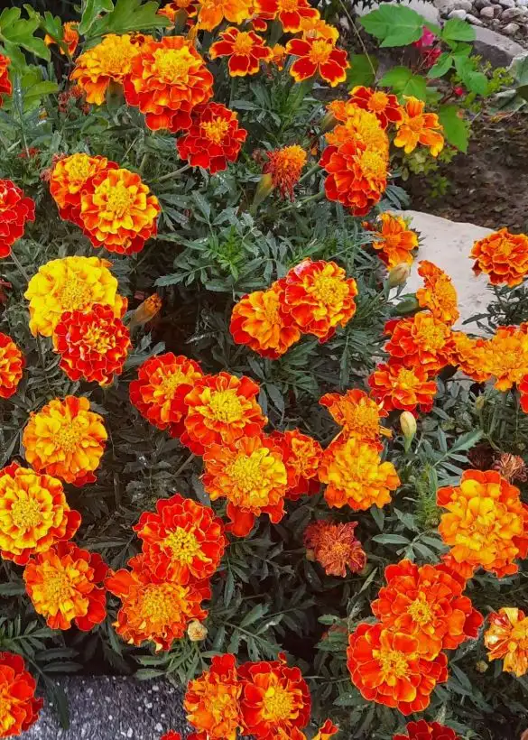 Blumen: Tagetes Orange/Rot